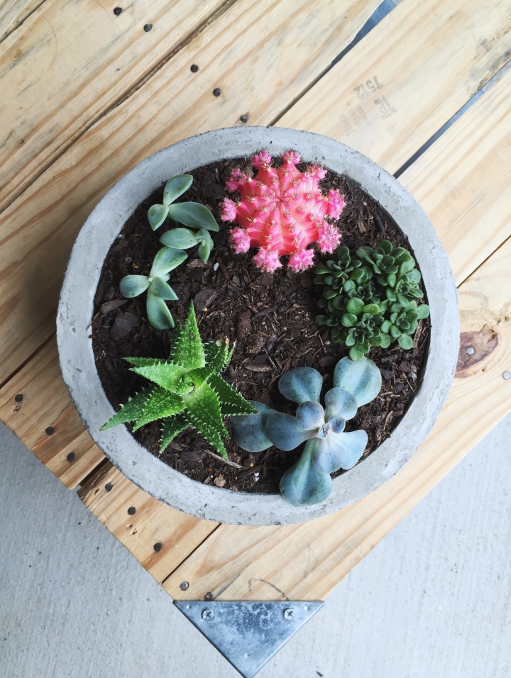 Make This Modern Concrete Planter for Just $1 